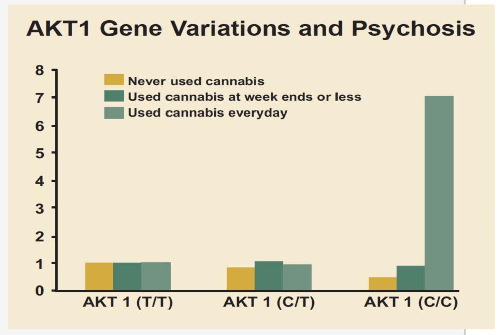 Genetinė predispozicija Kanapių vartotojai, turintys specifinę AKT 1 geno variaciją, turi padidėjusią psichozės riziką Kasdieninių vartotojų, turinčių