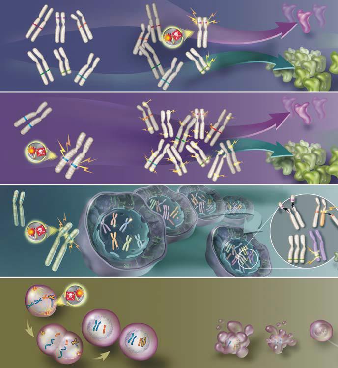 (UV spinduliai, tabako dūmai) sukelia genų DNR pažaidas Ląstelių dalijimąsi slopinančių baltymų sumažėja BRAF c-fos c-erbb3 Onkogenai Dėl tam tikrų priežasčių išaktyvinami genai, svarbūs DNR