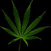 Kanabinoidų klasifikacija Kanabinoidus galima suskirstyti į tris pagrindines grupes: Fitokanabinoidai. Sintetinami kanapių (Cannabis) genties augaluose.nustatyta daugiau nei 100 fitokanabinoidų.