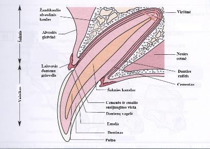 Pulpa- centrinę danties organo dalį užimantis audinys. Ji turi daug kraujagyslių, ypač vainiko srityje, yra gausiai inervuota ir joje yra intensyvus limfagyslių tinklas.