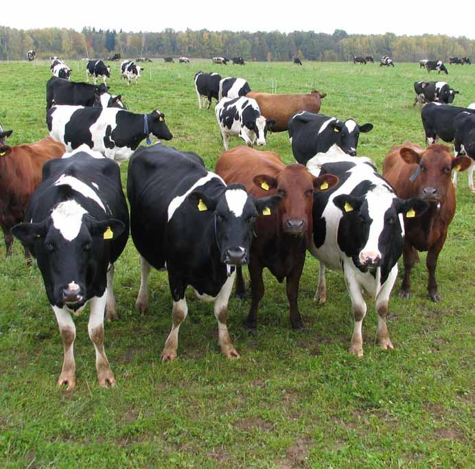 APYSKAITA 8 Kontroliuojamųjų karvių bandų produktyvumo 07 08 metų Eil. Nr. Veislė Breed Karvės numeris Reg. no. of cow Gimimo metai Born Laktacijų no.