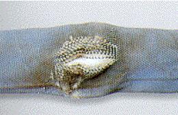 20 Ar galime naudoti taip pažeistą tekstilės stropą? Nuotraukos šaltinis: Krovinių stropavimas stropais. Metodinės rekomendacijos. VDI, 2012 1. Galime jei keliame labai lengvą krovinį; 2.