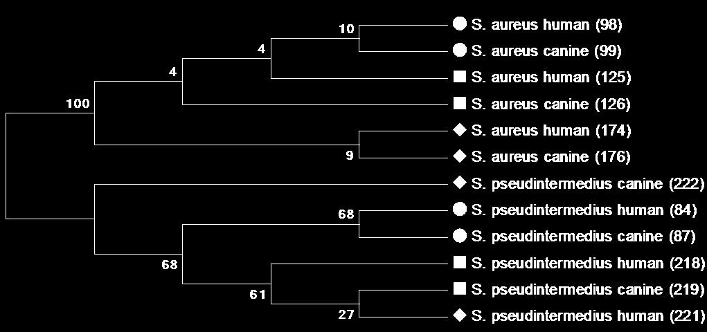 3.4. Phylogenetic analysis of Staphylococcus aureus and Staphylococcus pseudintermedius The evolutionary history was inferred by using the Maximum Likelihood method based on the Kimura 2-parameter