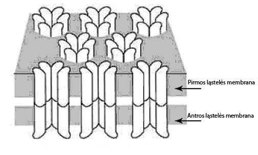 2.4 Tarpląstelinės plyšinės ungtys Koneksinai (Cx) tai baltymai, kurie formuoa tarpląstelines plyšines ungtis kontakte tarp kaimyninių ląstelių membranų (žr. 2.4- pav.). Koneksinas yra pavaizduotas 2.