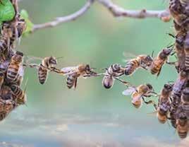 48 49 Superorganizmo bičių šeimos apsauga Sauga iki patekimo į rinką Bičių apsaugos reglamentavimo tikslas yra ne pavienės bitės, o jų kolonijos.