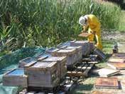 Atliekant šiuos labai standartizuotus bandymus (OECD 1998a, b; OECD 2013) bitės (tiek suaugusios, tiek lervų stadijos) gali būti veikiamos įvairiomis normomis, siekiant nustatyti esamą produkto