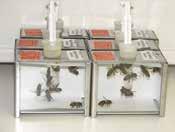 Jei norma sunaikina 50 procentų bandomų gyvūnų (LD50 reikšmė), yra mažesnis už nustatytą ribą (nustato reguliuojančioji agentūra), o produktas bus naudojamas ten, kur bitės gali patirti jo poveikį,