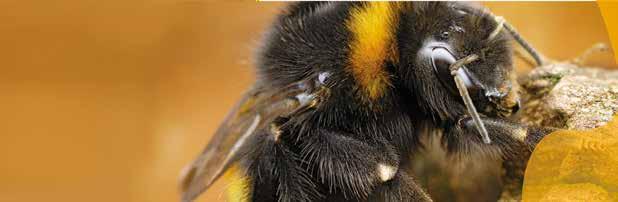 56 57 Augalų apsaugos pramonė, akademinės ir valdžios institucijos bendradarbiauja, kad sukurtų bandymų metodus, skirtus ne naminei bitei, o kitoms bičių rūšims, įskaitant kamanę (Bombus) ir pavienę