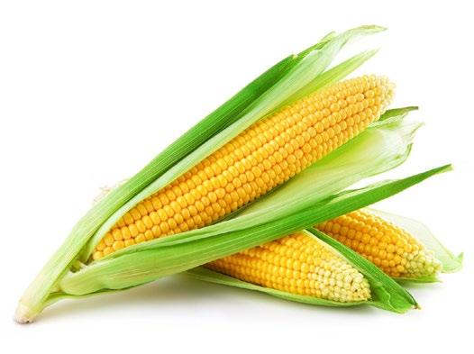 KUKURŪZAI AGNAN FAO 190/200 Agnan ankstyva hibridinė kukurūzų veislė sukurta Prancūzijoje, Caussade Semences selekcininkų.
