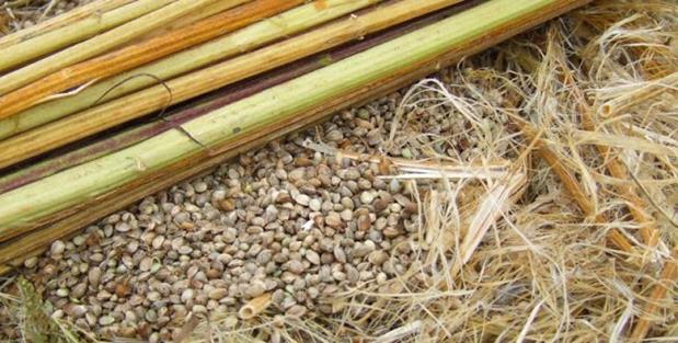 Kanapių spaliai yra sumedėję vidiniai audiniai, kurie yra laikomi šalutiniu pluošto gamybos