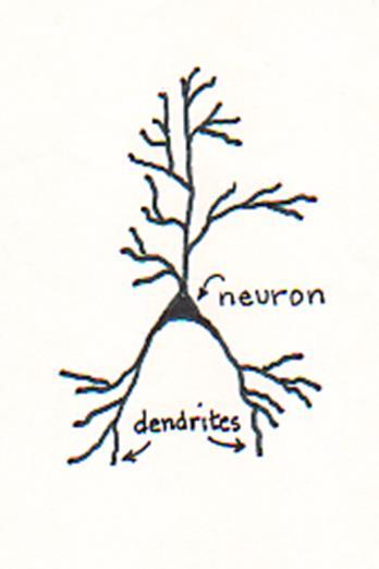 Gimus turime mažiausiai 100 milijardų neuronų.