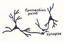 Tarp neuronų susidaro jungtys Kai du dendritai augdami suartėja, susiformuoja kontaktinis taškas.