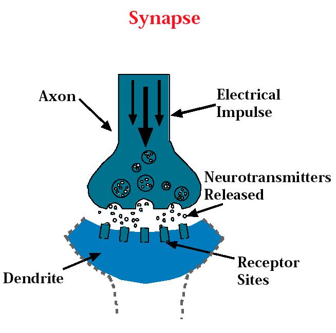 Praktika kuria stipresnes jungtis! Tam tikros cheminės medžiagos, vadinamos neuromediatoriais, elektros signalus perneša per sinapsę.