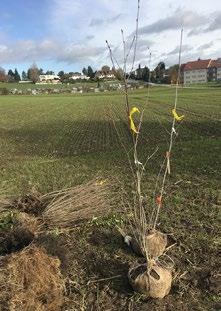 Im Sandacker am westlichen Dorfrand von Dietlikon wurde am 12. November 2019 im grossen Stil angepflanzt. Das bereits vorhandene «Gebüsch Schwerzelboden» (Naturschutzinventarobjekt Nr. 3.