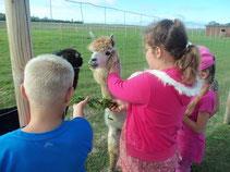 RUDENINĖ IŠVYKA Saulėtą, gražią rugsėjo 13-osios dieną mūsų mokyklos-darželio ugdytiniai smagiai leido laiką gyvūnų ūkiuose. Pirmiausiai apsilankėme Medikoniuose esančiame alpakų ūkyje.