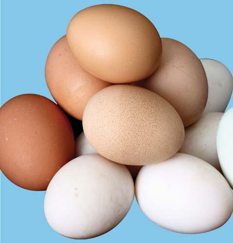 Kiaušinius įdėkite į s klinę su šaltu vandeniu. Kas vyksta? Išvada:? 2. Plūduriuojan s kiaušinis.