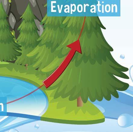 Iš kur atsiranda vanduo, transpiracija ir visi vandens ciklo žingsniai?