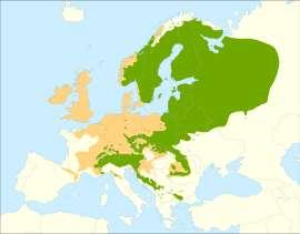 1.2 Paprastos eglės (Picea abies (L.) H. Karst.) charakteristika ir želdinių veisimas Rūšis paplitusi Šiaurės Europoje ir Vidurio bei Pietų Europos kalnuose.