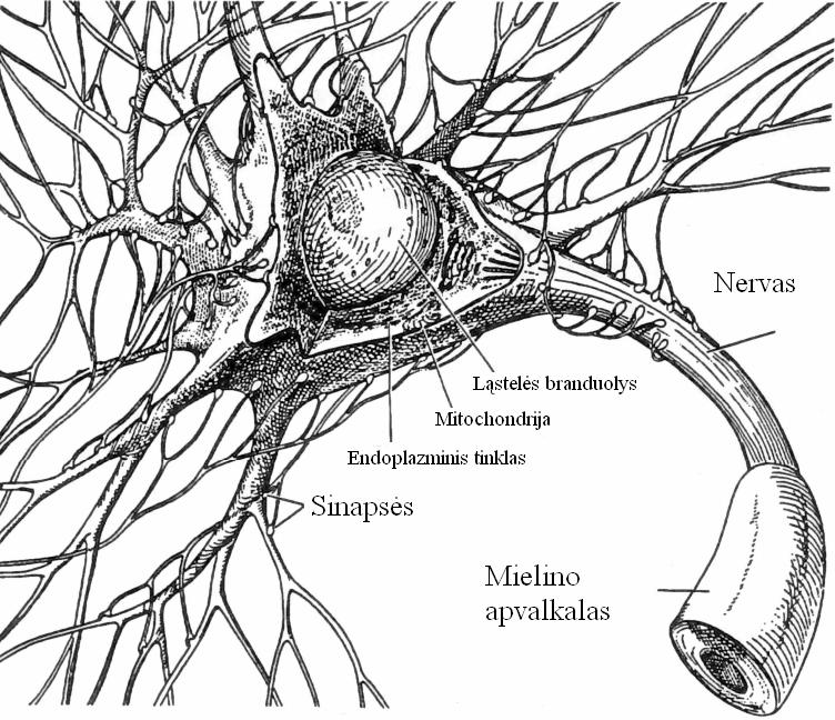 1 pav. Nervų lаstelės struktūra su lаstelės branduoliu viduryje, nervas (aksonas) ir dendritai, kurie gauna informacija nuo kitų lаstelių per sinapsus [29] 1 pav.