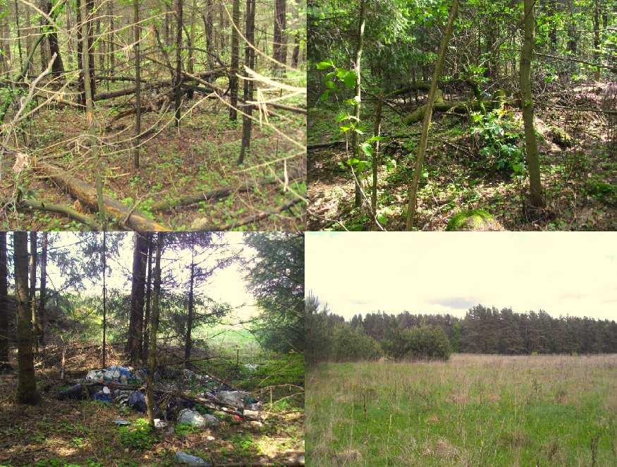 Miško žemės teritorijoje vyrauja savaiminės kilmės medynai.
