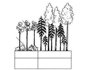 Bendros žinios apie mišką ir pagrindinės sąvokos MEDYNAS miško dalis, kurioje sumedėjusios augalijos ardų sandara yra vienoda, vyrauja tam tikra medžių rūšis, augalija yra panašaus amžiaus, turi