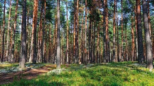 Bendros žinios apie mišką ir pagrindinės sąvokos IV miškų grupė ūkiniai miškai. Tai miškai, nepriskirti I, II, III miškų grupėms.