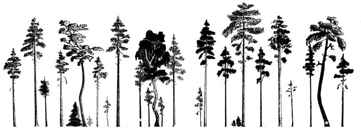 Miško kirtimai Medynas iki ugdymo (medžių pasiskirstymas biogrupėse) MEDYNAS IKI UGDYMO (MEDŽIŲ PASISKIRSTYMAS BIOGRUPĖSE) II I II III II I II II III II I I II III II I II III II 1 2 3 4 5 Biogrupė