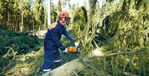 Miško kirtimai Medienos ruošos darbai medienos sortimentai bus gaminami miške.