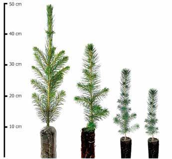 25 cm aukštį ir 6 7 mm šaknies kaklelio skersmenį. Juodalksniai. Ši medžių rūšis ganėtinai sparčiai auga pirmąjį vegetacijos sezoną, todėl ji gali būti iš karto auginama atvirose aikštelėse.