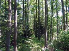 Apsauginiai miškai tai miškai, slopinantys nepalankius gamtinius ir antropogeninius aplinkos veiksnius, gerinantys žmogaus gyvenamosios ir darbo aplinkos sąlygas, apsaugantys orą, dirvožemius ir