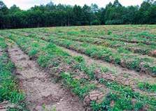 N ir L hidrotopų žemės ūkiui naudotos žemės, kuriose susiformavęs sutankintas poarmeninis sluoksnis Žemės ūkiui naudotų žemių šlaitai Ištisai suariant apie 40 cm gyliu.