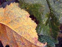 Maumedžių spyglių rūdis sukelia beržinė beržarūdė [Melampsoridium betulinum (Pers.) Kleb.], kuri kitą raidos ciklo dalį pereina ant beržų lapų sukeldama ligą, vadinamą beržų lapų rūdimis (5.10 pav.). 5.
