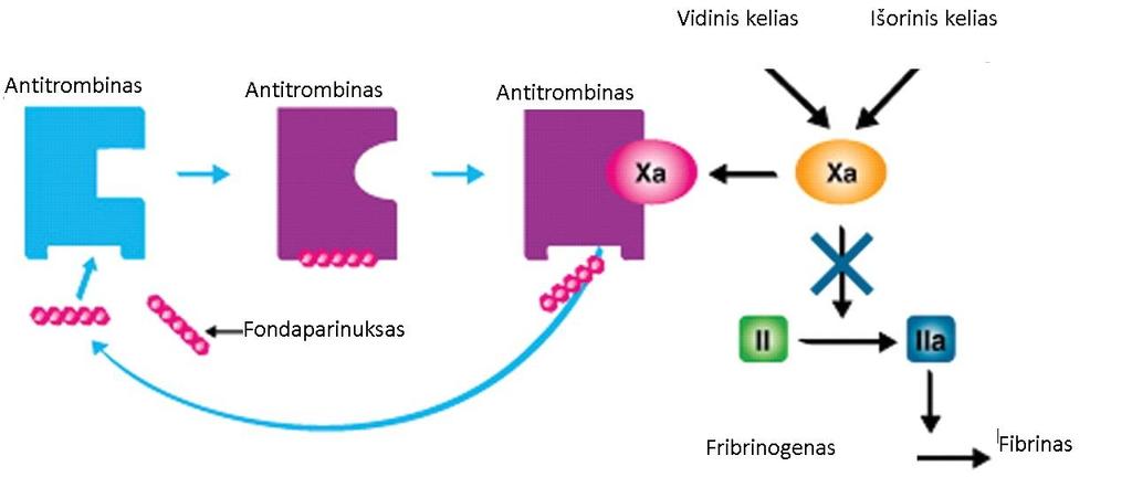 Fondaparinuksas: selektyvus Xa faktoriaus inhibitorius Fondaparinuksas sintetinis pentasacharidas, netiesioginis Xa faktoriaus inhibitorius Specifiškas Stipriai
