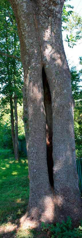 V kelionė. Ką jaučia medis 66 pav. Žiemospirgiai pavojingi medžiams džiai įrašo savo rievių,,kronikose.