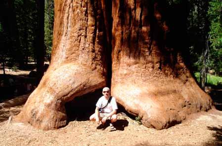 I kelionė. Pažintis su medžiu 17 pav. Sekvojų nacionaliniame parke JAV milžinės.