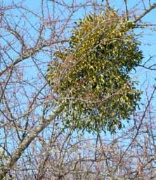 III kelionė. Nuo sėklos iki sėklos. Medžio gyvenimo istorija 30 pav. Medžiuose parazituojantis amalas ir jo siurbtukai Jos liemuo būna beveik medžio storio.