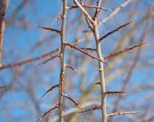 Skinantieji erškėčių vaisius arbatai ar uogienei, pyksta ant kibių dygliukų. Jų turi ir medžiai baltažiedės robinijos (Robinia pseudoacacia L.