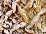 mykes grybas, rhiza šaknis), taikus medžio šaknies ir grybienos siūlo (hifo) sugyvenimas ir bendradarbiavimas.