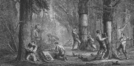 III kelionė. Nuo sėklos iki sėklos. Medžio gyvenimo istorija 33 pav. Lupama kamštinio ąžuolo žievė. XIX a. graviūra krinta. Labai geras pavyzdys pušų, eglių žievės sluoksniai, nubyrantys žvyneliais.