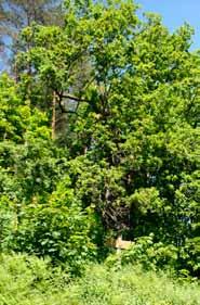 IV kelionė. Į svečius pas Lietuvos medžius tų, keliolika siaurų rievių rodo laikus, kai eglutė kentė kitų miško medžių priespaudą.