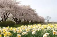 y Blossom (žydėjimas) Naudokite žydinčių gėlių laukams, vaismedžių sodams ir