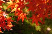 z Autumn Colors (rudens spalvos) Užfiksuoja nuostabius raudonus ir geltonus
