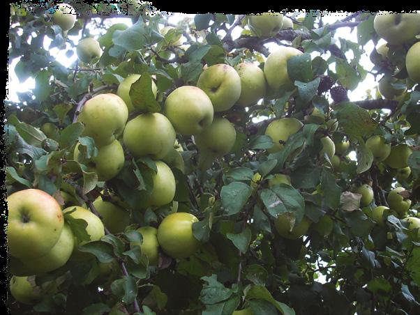 krikščionybės sąsajas. Lietuviai myli savo medžius, - pagalvojau aš. Taip pat daugelyje ūkių mačiau vaismedžių, ypač obelų, sodus.