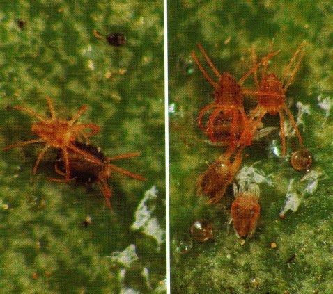 Mėginių ėmimo voratinklinių ir gumbadarių erkių (Acarina: Prostigmata: Eriophyidae, Tetranychidae) rūšims nustatyti metodikos