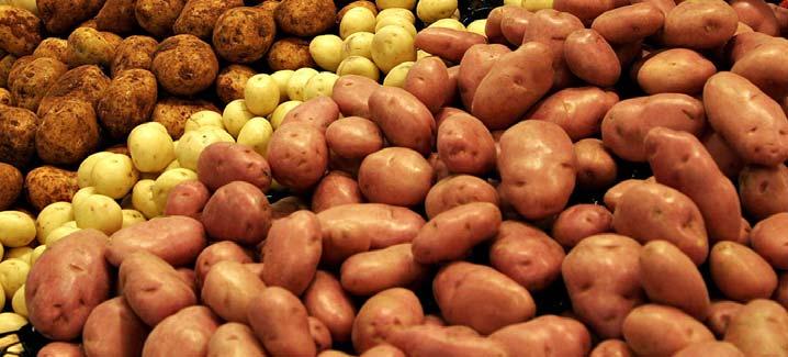Kažkodėl šiais laikais imta atvirai skelbti, kad bulvės Lietuvoje buvo pradėtos auginti tiktai nuo 1735-ųjų metų, t. y.