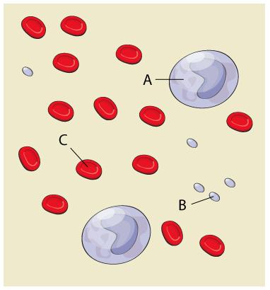 Paveikslėlyje pavaizduota kraujo sudėtis. Kokia raide pažymėtos kraujo ląstelės dalyvauja susidarant imunitetui? A. B. C. Visomis. A7.