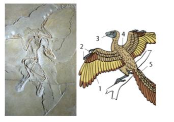 B3.1. (1 t.) Paveikslėlyje pavaizduotas paukščių protėvio archeopterikso pagal surasta fosilija atkurtas vaizdas. Kurie skaičiais pažymėti požymiai rodo, kad Paukščiai kilo iš ropliu? B3.2. (1 t.) Paaiškinkite, kas yra fosilijos?