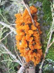 Kriaušinė gleivėtrūdė (Gymnosporangium sabinae): oranžinės spalvos teliai ant pažeisto kadagio šakų (E.