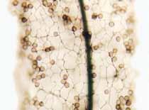 vasarą ir rudenį. Eilė Stemonitales (Stemonitida) šerpiniečiai Šerpiniečiai formuoja sporangiokarpius ir etalius. Peridis ir kapilitis neturi kalkingų medžiagų.