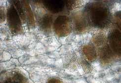 Pirminė zoospora chemotaksio būdu juda link kopūstų daigų šaknų, jas pasiekusi, netenka žiuželių ir savo protoplastu įsiskverbia į šaknų šakniaplaukių arba epidermio vidų.